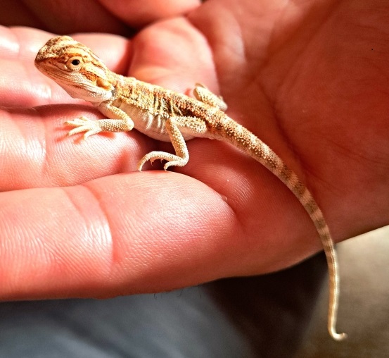 幼体のフトアゴヒゲトカゲ