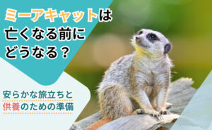 「ミーアキャットは亡くなる前にどうなる？安らかな旅立ちと供養のための準備」写真