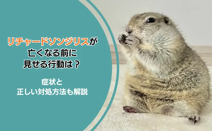 リチャードソンジリスが亡くなる前に見せる行動は？症状と正しい対処