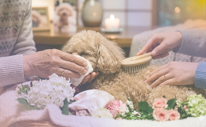 愛犬のエンゼルケアをする家族