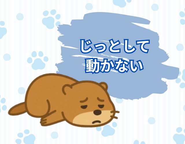 ぐったりしているプレーリードッグ