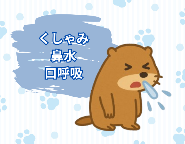 くしゃみをするプレーリードッグ