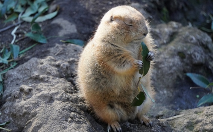 目を閉じてご飯を食べるプレーリードッグ