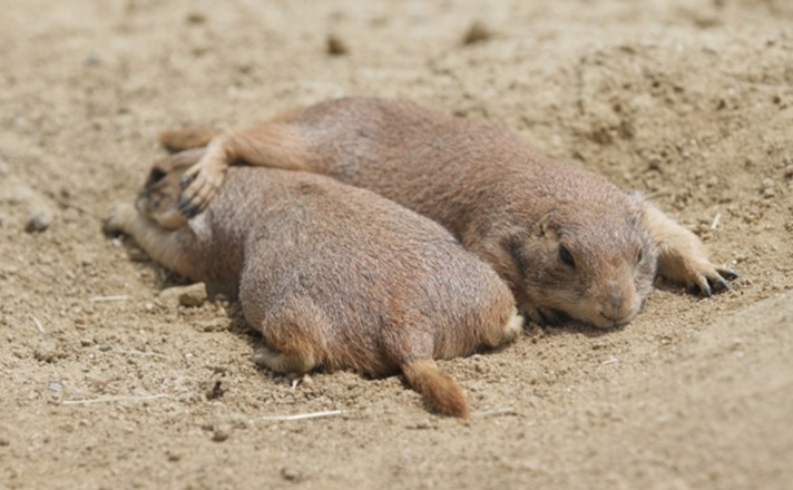 仲良く寝そべるプレーリードッグたち