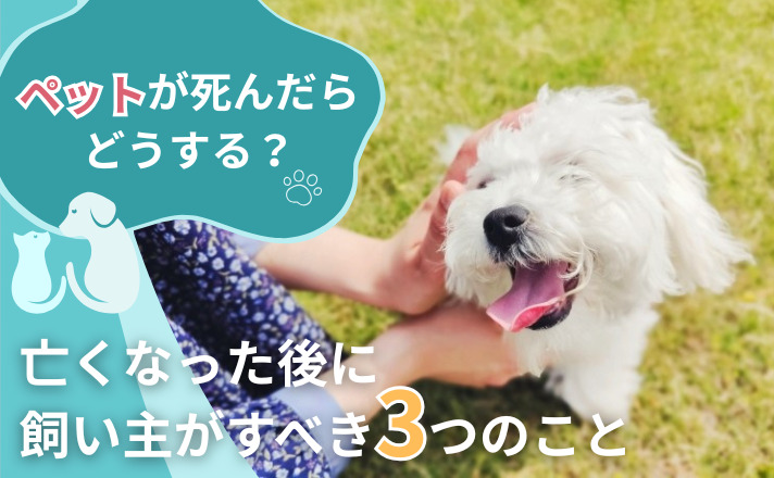 「ペットが死んだらどうする？亡くなった後に飼い主がすべき3つのこと【動画・写真付】」写真
