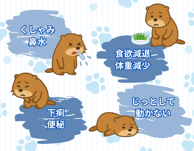 プレーリードッグが亡くなる前に見られる症状