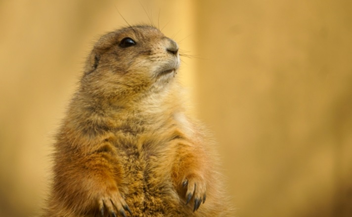 空を見上げるプレーリードッグ
