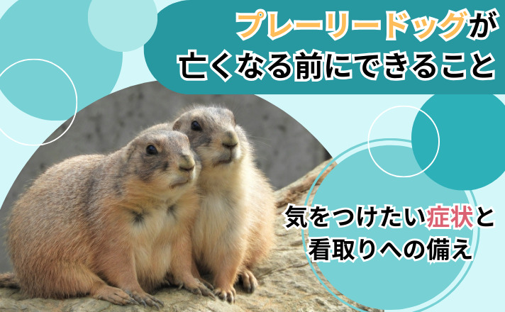 プレーリードッグが亡くなる前にできること|気をつけたい症状と看取りへの備え