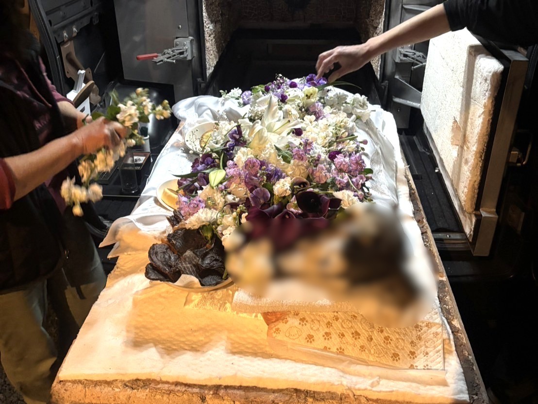 14歳の誕生日にサルーキちゃんを自宅セレモニー葬でお見送りしたケース