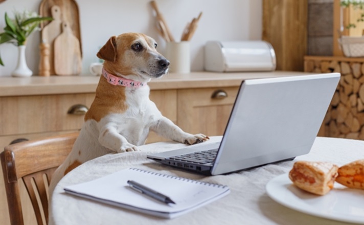 パソコンを見ているジャックラッセルテリア