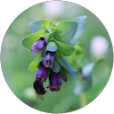 yoko profile picture