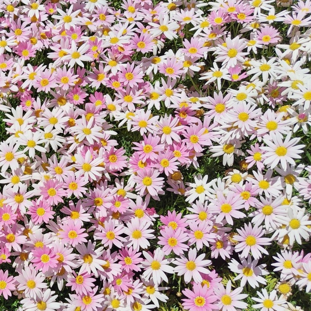 デイジー