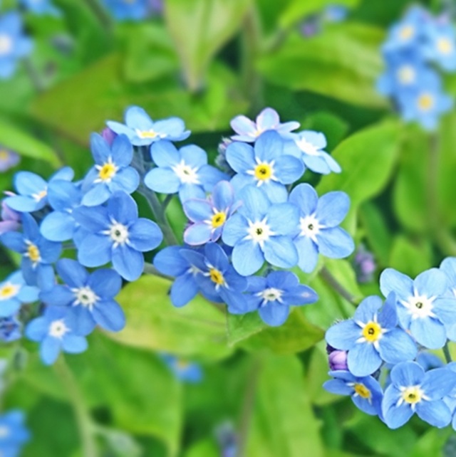 わすれな草