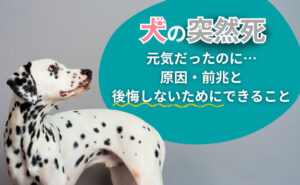 「犬の突然死｜元気だったのに…原因・前兆と、後悔しないためにできること」写真