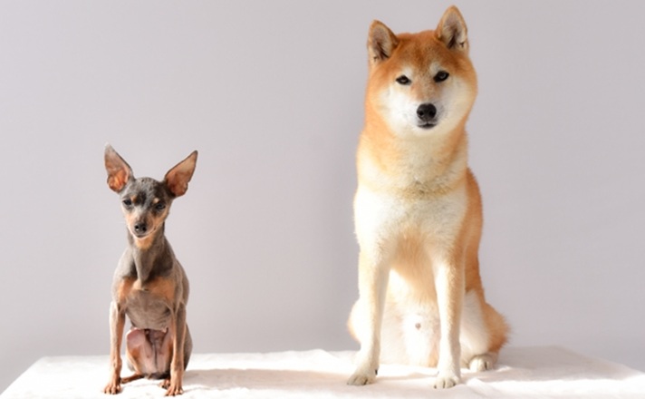 ミニチュアピンシャーと柴犬
