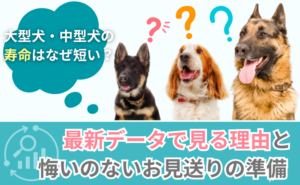 「大型犬・中型犬の寿命はなぜ短い？最新データで見る理由と、悔いのないお見送りの準備」写真