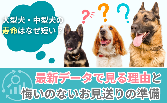 「大型犬・中型犬の寿命はなぜ短い？最新データで見る理由と、悔いのないお見送りの準備」写真