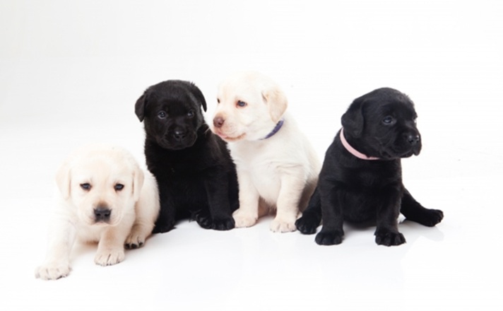 ラブラドールレトリバーの子犬たち