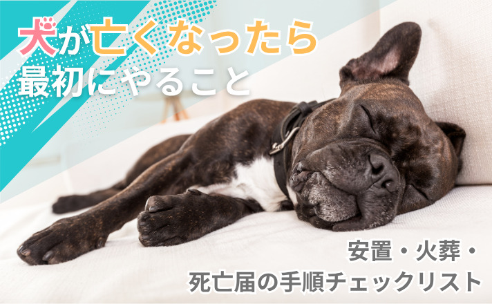 犬が亡くなったら最初にやること|安置・火葬・死亡届の手順チェックリスト