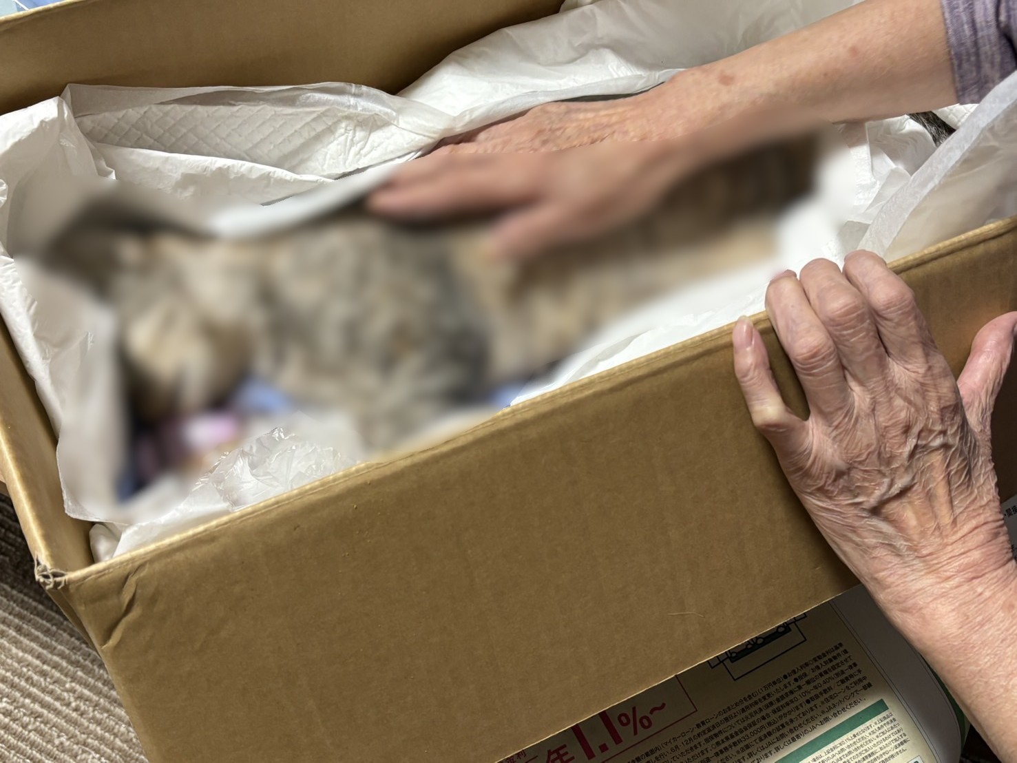 保護猫だった猫ちゃんを合同火葬でお見送りしたケース