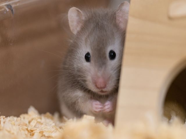 ハムスターの死後にやるべきことは プランターに埋葬してもいい ペット火葬 葬儀はハピネス 格安出張 7 700 霊園供養 納骨可