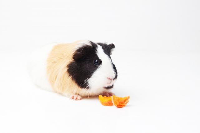 モルモットが死んだらすべきことは 死後の安置方法と供養方法とは ペット火葬 葬儀はハピネス 格安出張 7 700 霊園供養 納骨可