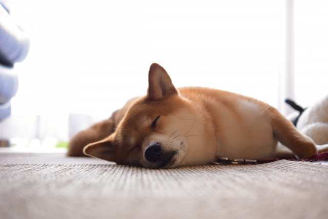 犬の死ぬ前にできることは 死後にできることは 安置方法などを解説 ペット火葬 葬儀はハピネス 格安出張 7 700 霊園供養 納骨可