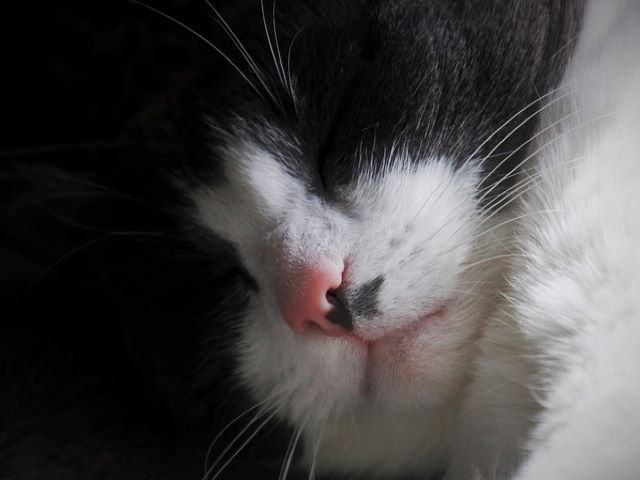 猫を火葬してもらうには お別れの方法をご紹介 ペット火葬 葬儀はハピネス 格安出張 7 700 霊園供養 納骨可 猫を火葬してもらうには お別れの方法をご紹介 ペット火葬 葬儀はハピネス 格安出張 7 700 霊園供養 納骨可