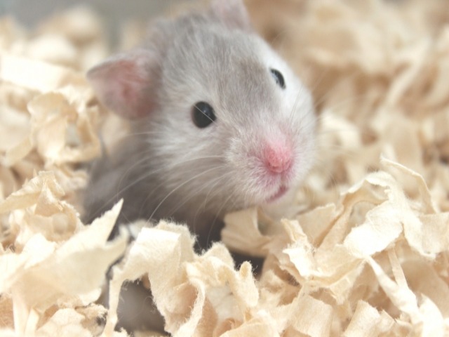 ハムスターも火葬できる 依頼先の選び方や注意点 ペット火葬 葬儀はハピネス 格安出張 7 700 霊園供養 納骨可