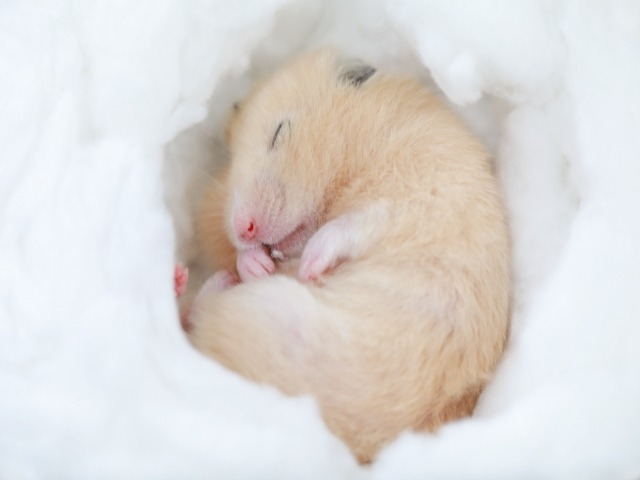 ハムスターも火葬できる 依頼先の選び方や注意点 ペット火葬 葬儀はハピネス 格安出張 7 700 霊園供養 納骨可