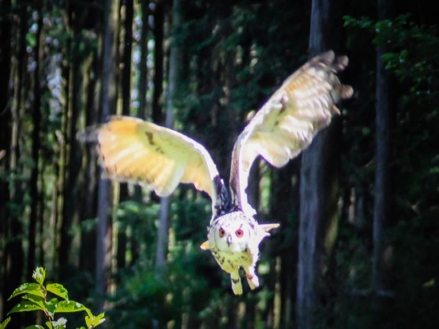 フクロウが死ぬ前の症状を見逃さないために知っておきたいこと ペット火葬 葬儀はハピネス 格安出張 7 700 霊園供養 納骨可 フクロウが死ぬ前の症状を見逃さないために知っておきたいこと ペット火葬 葬儀はハピネス 格安出張 7 700 霊園供養 納骨可