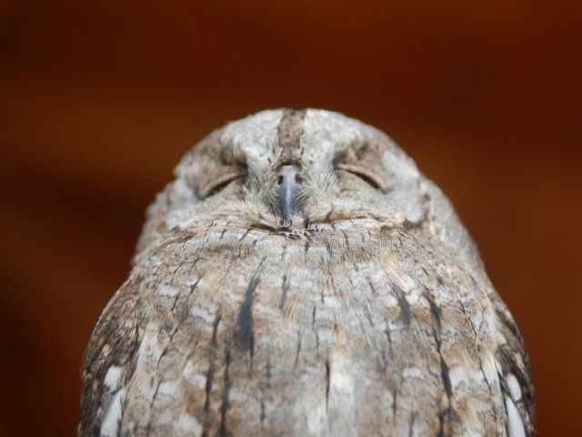 フクロウが死ぬ前の症状を見逃さないために知っておきたいこと ペット火葬 葬儀はハピネス 格安出張 7 700 霊園供養 納骨可