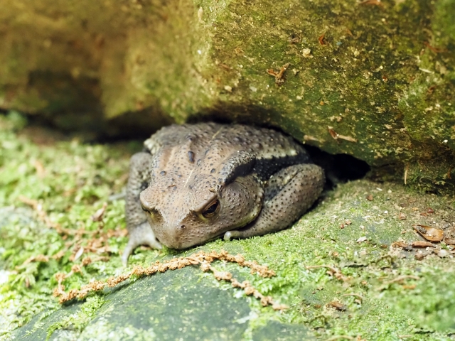 カエルが死ぬ前に見せるサインを紹介 環境 食事の摂り方に注意 ペット火葬 葬儀はハピネス 格安出張 7 700 霊園供養 納骨可