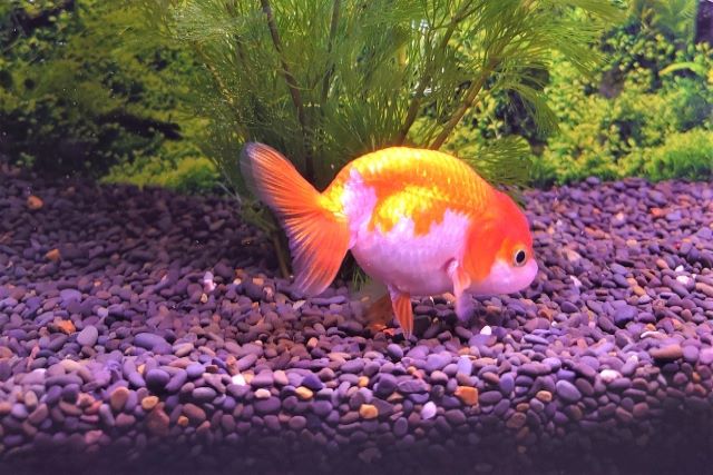 金魚が死ぬ前に見せる行動は 長生きさせる方法はある ペット火葬 葬儀はハピネス 7 700 ご訪問 霊園埋葬 供養も可