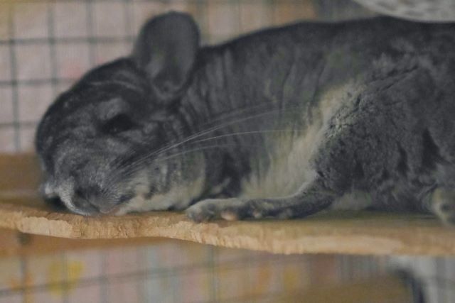 チンチラが死ぬ前の行動を紹介 突然死防止のために必要なことは ペット火葬 葬儀はハピネス 格安出張 7 700 霊園供養 納骨可