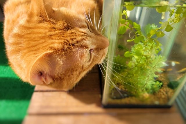 メダカが死ぬ前に見せるサインは 底に沈んで動かない理由と対策 ペット火葬 葬儀はハピネス 格安出張 7 700 霊園供養 納骨可