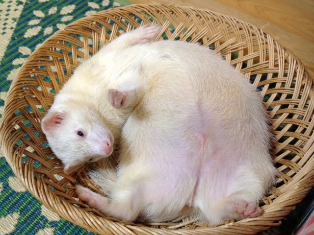 ハムスターの死後にやるべきことは プランターに埋葬してもいい ペット火葬 葬儀はハピネス 格安出張 7 700 霊園供養 納骨可