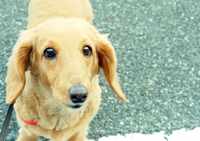 ペットが亡くなった知人にかける言葉は 状況別で詳しく解説 ペット火葬 葬儀はハピネス 格安出張 7 700 霊園供養 納骨可